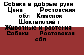 Собака в добрые руки  › Цена ­ 10 - Ростовская обл., Каменск-Шахтинский г. Животные и растения » Собаки   . Ростовская обл.